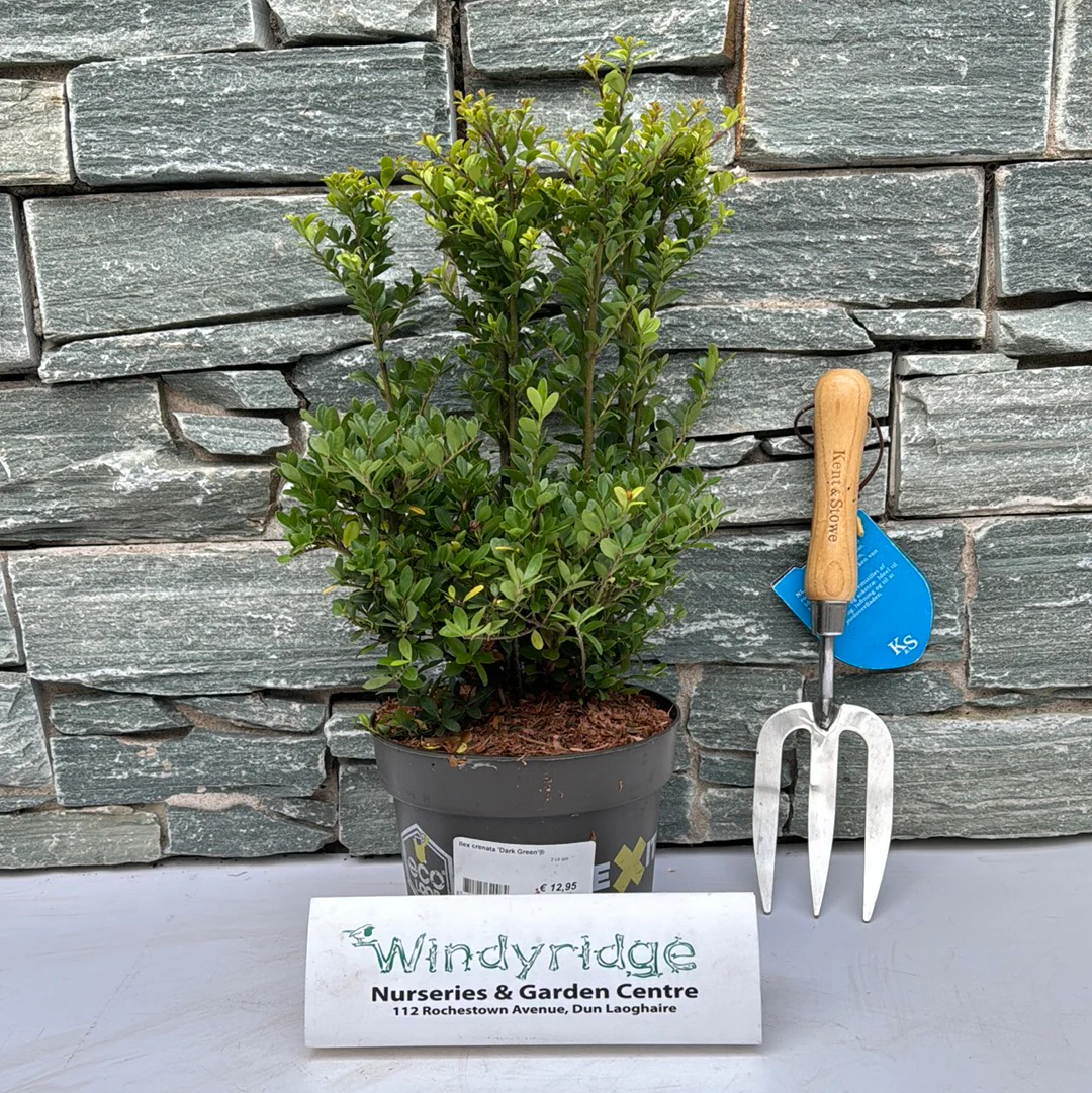 Ilex crenata Dark Green 2 Ltr pot