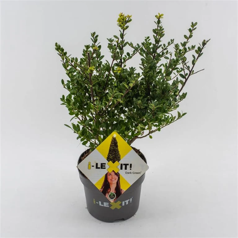 Ilex crenata Dark Green 2 Ltr pot - Image 2