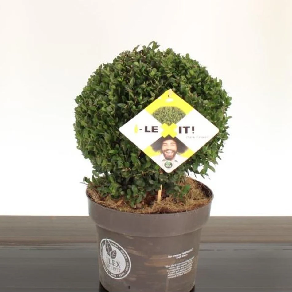 Ilex crenata Dark Green  25 CM BALL C5