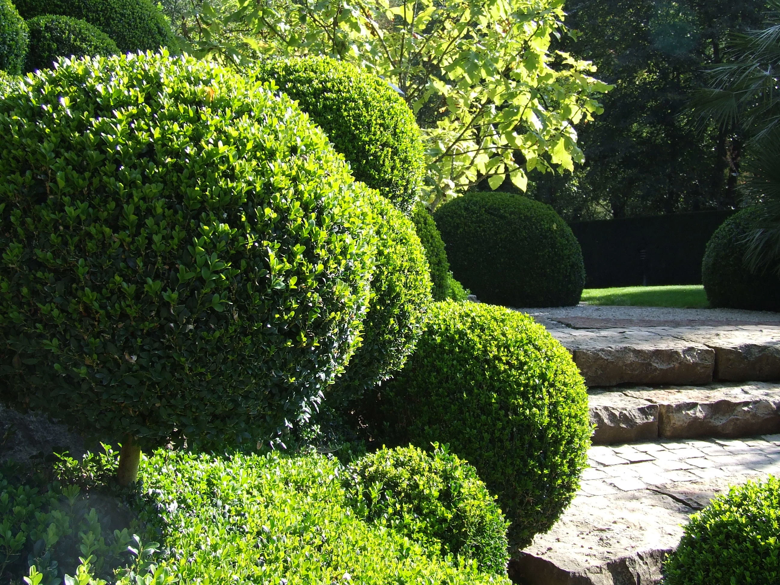 Ilex crenata Dark Green / 30 CM BALL C7.5 - Image 2