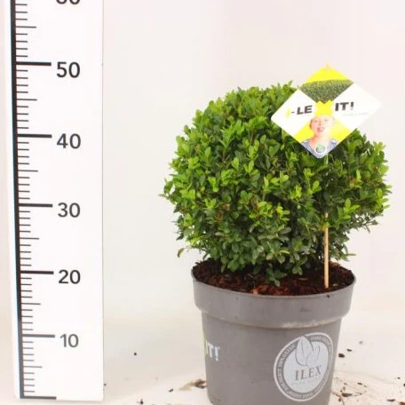 Ilex crenata Dark Green / 30 CM BALL C7.5 - Image 3