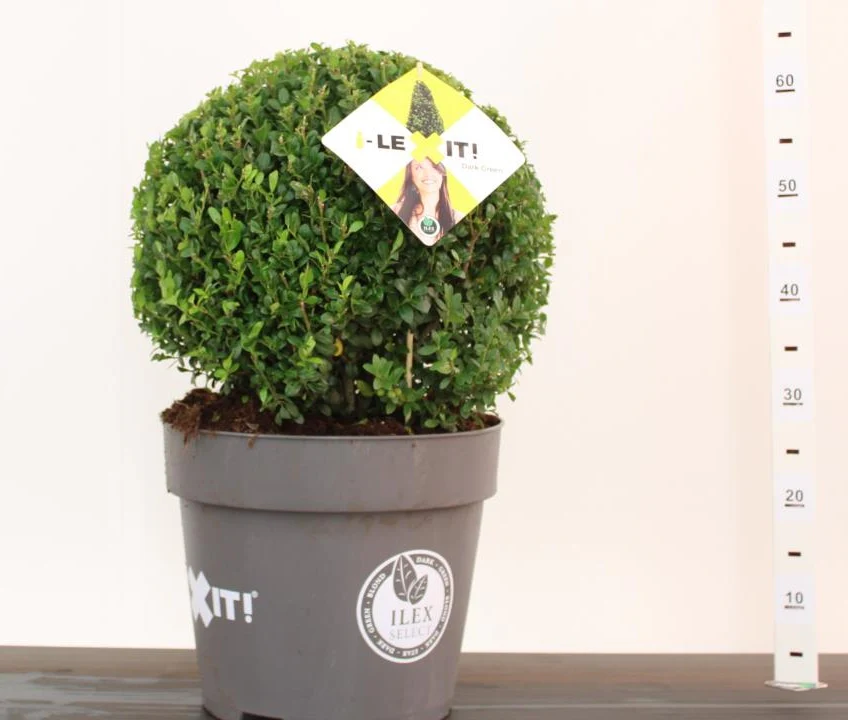 Ilex crenata Dark Green  40 CM BALL C15
