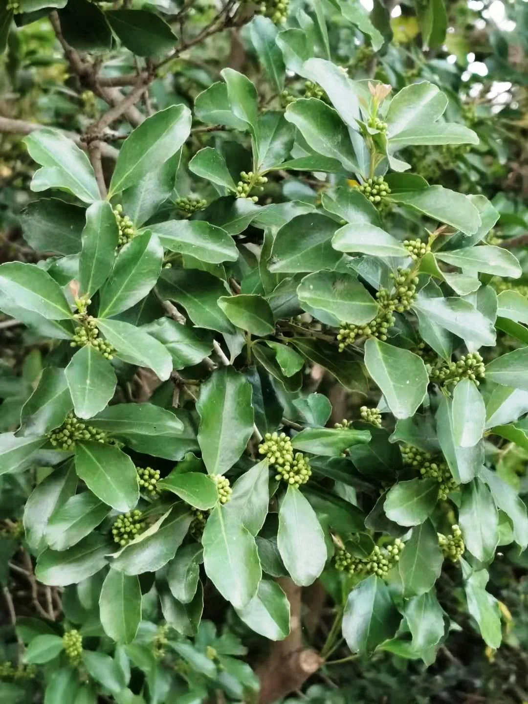 Ilex crenata Dark Green  40 CM BALL C15 - Image 3