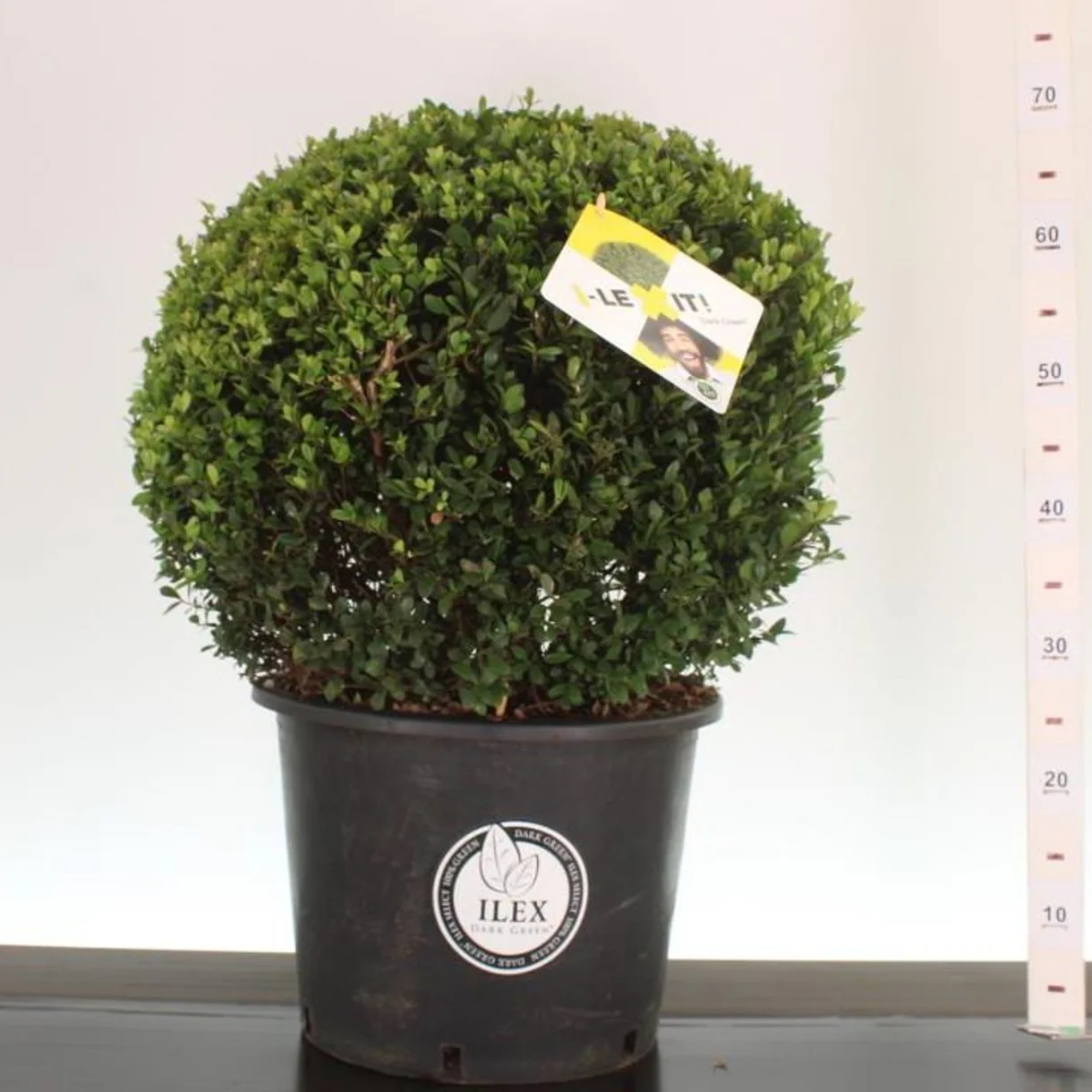 Ilex crenata Dark Green / 50 CM BALL C25