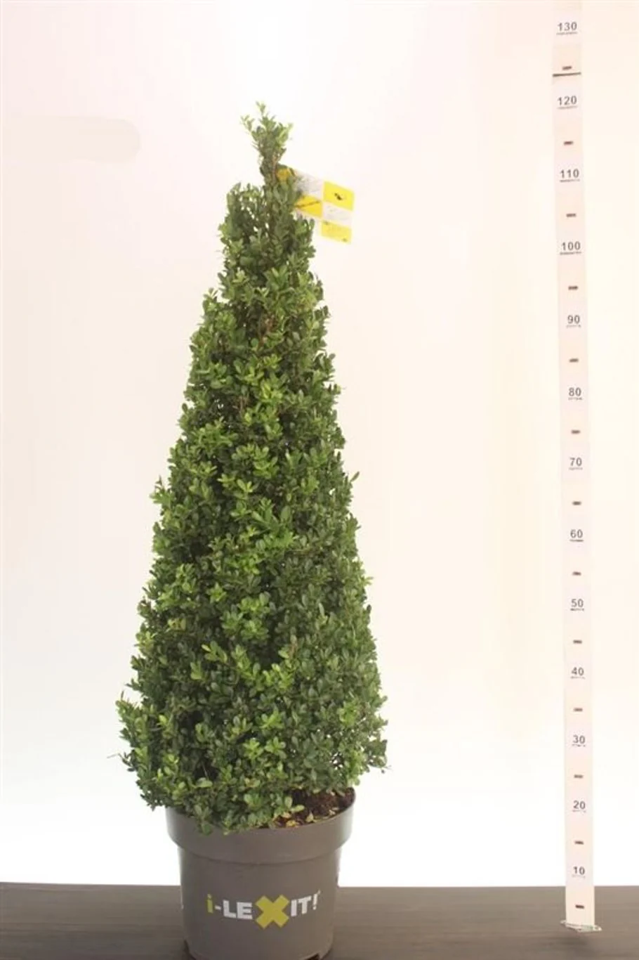 Ilex crenata 'Dark Green'Ã‚Â® 70-80 CM PYR C10 - Image 2