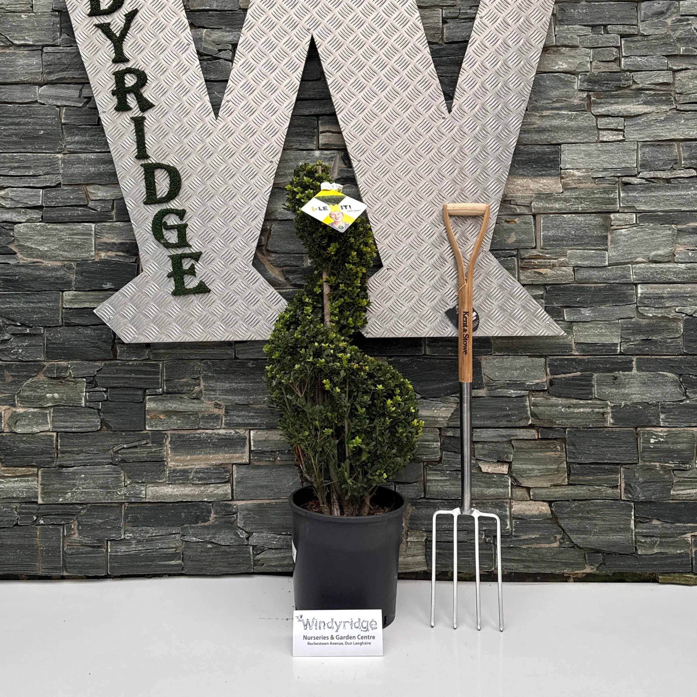 Ilex crenata Dark Green 90-100 SPIRAL C18