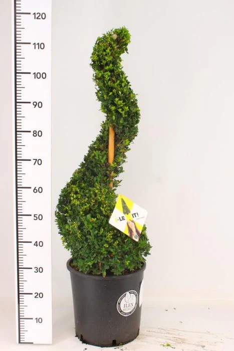 Ilex crenata Dark Green 90-100 SPIRAL C18 - Image 2