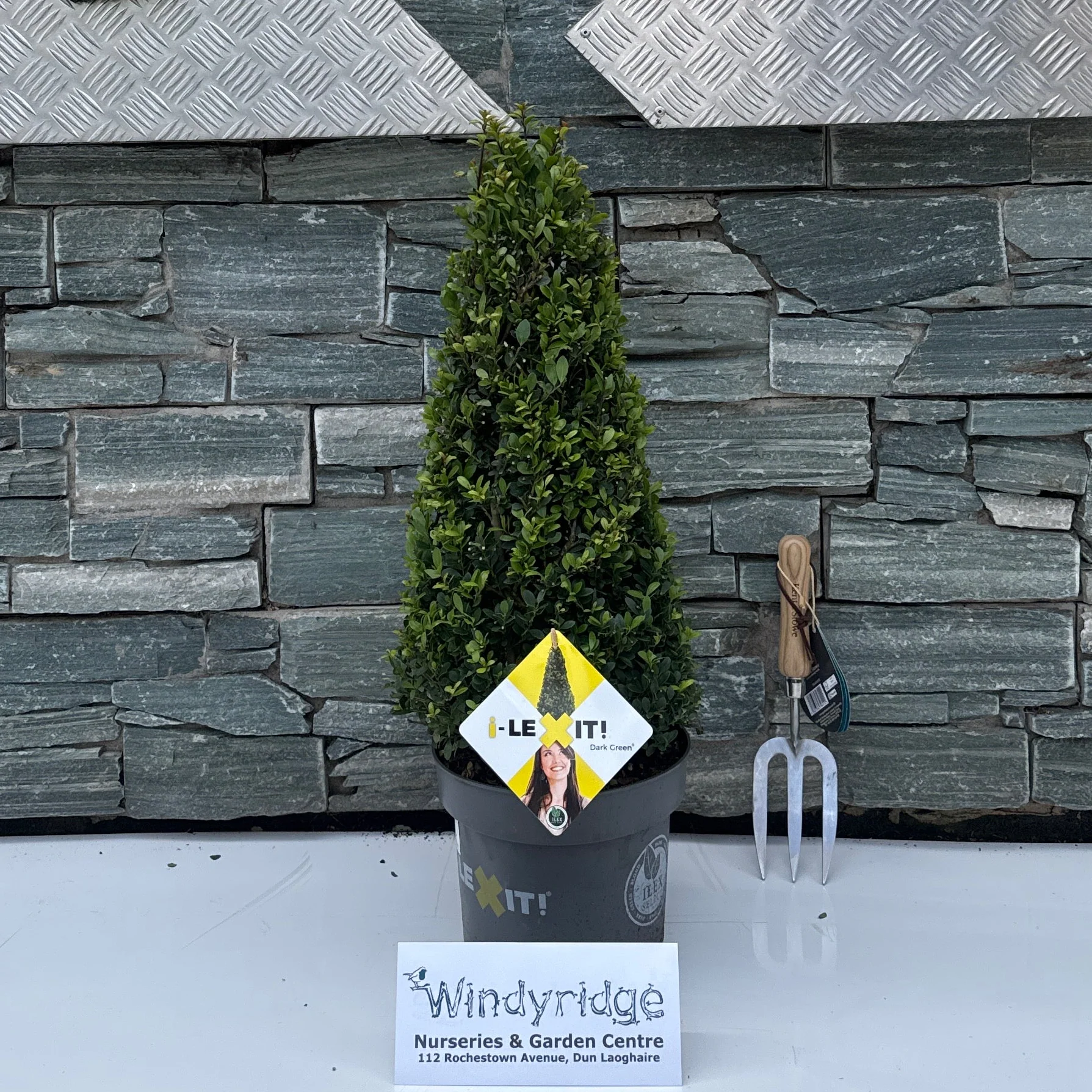 Ilex crenata 'Dark Green'®