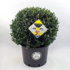 Ilex crenata Green Glory  35 CM BALL - Image 2
