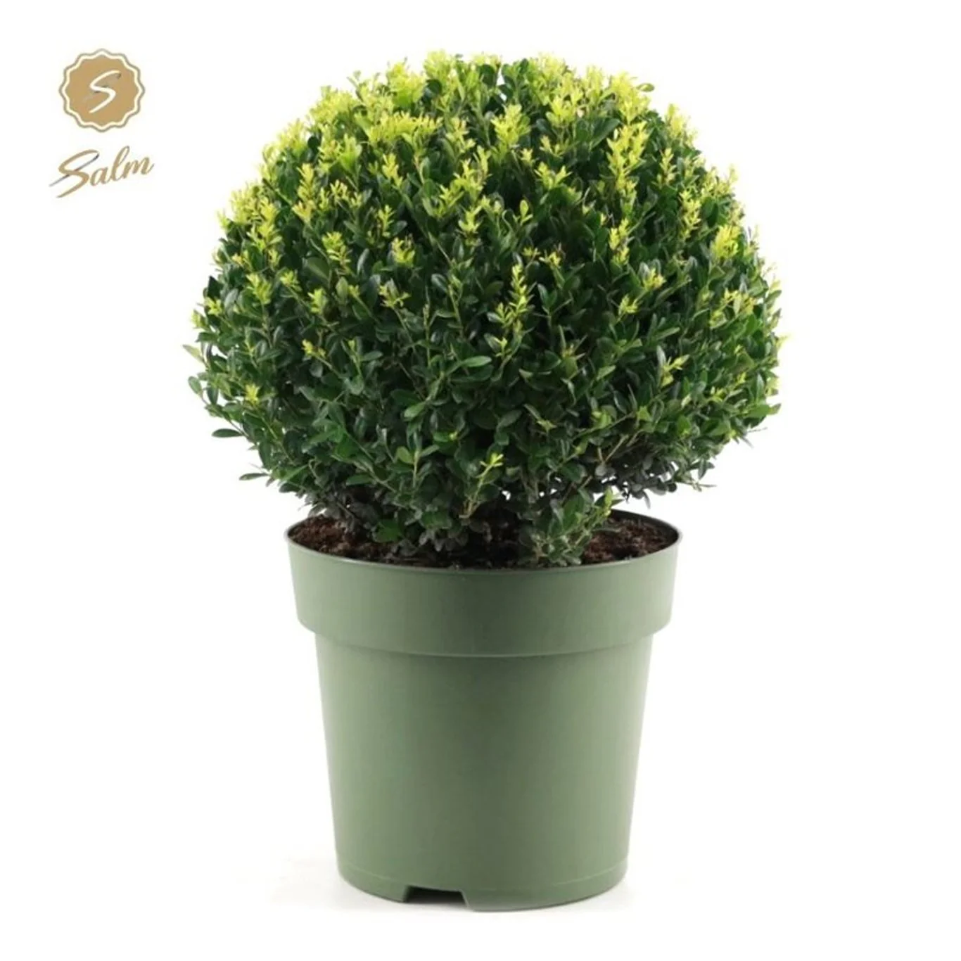 Ilex crenata Jenny  40 CM BALL C10