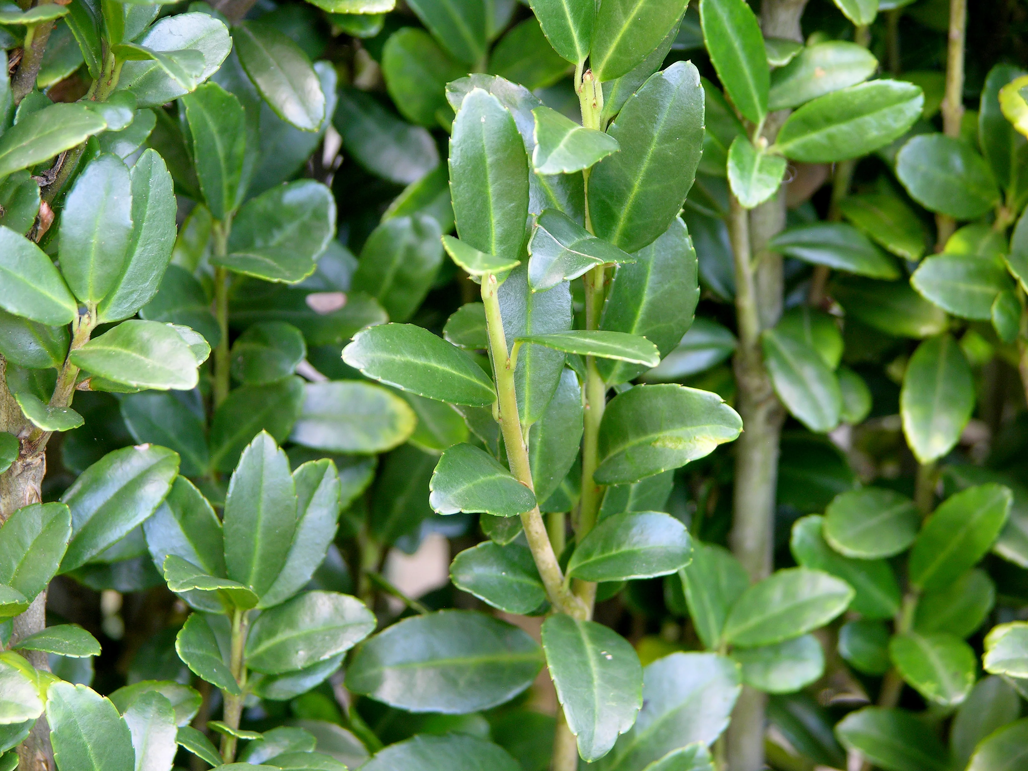 Ilex crenata Jenny P21 (4 Ltr) - Image 2