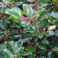 Ilex meserveae Blue Prince  2L, square pot - Image 2