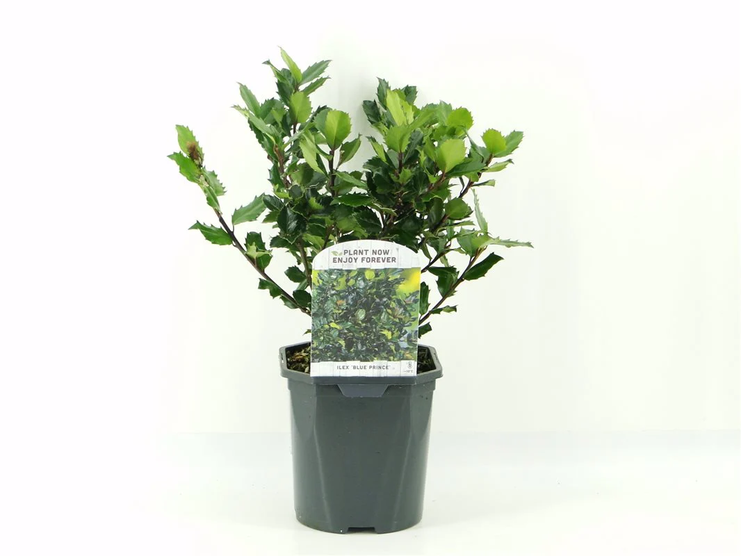 Ilex meserveae Blue Prince  2L, square pot - Image 3