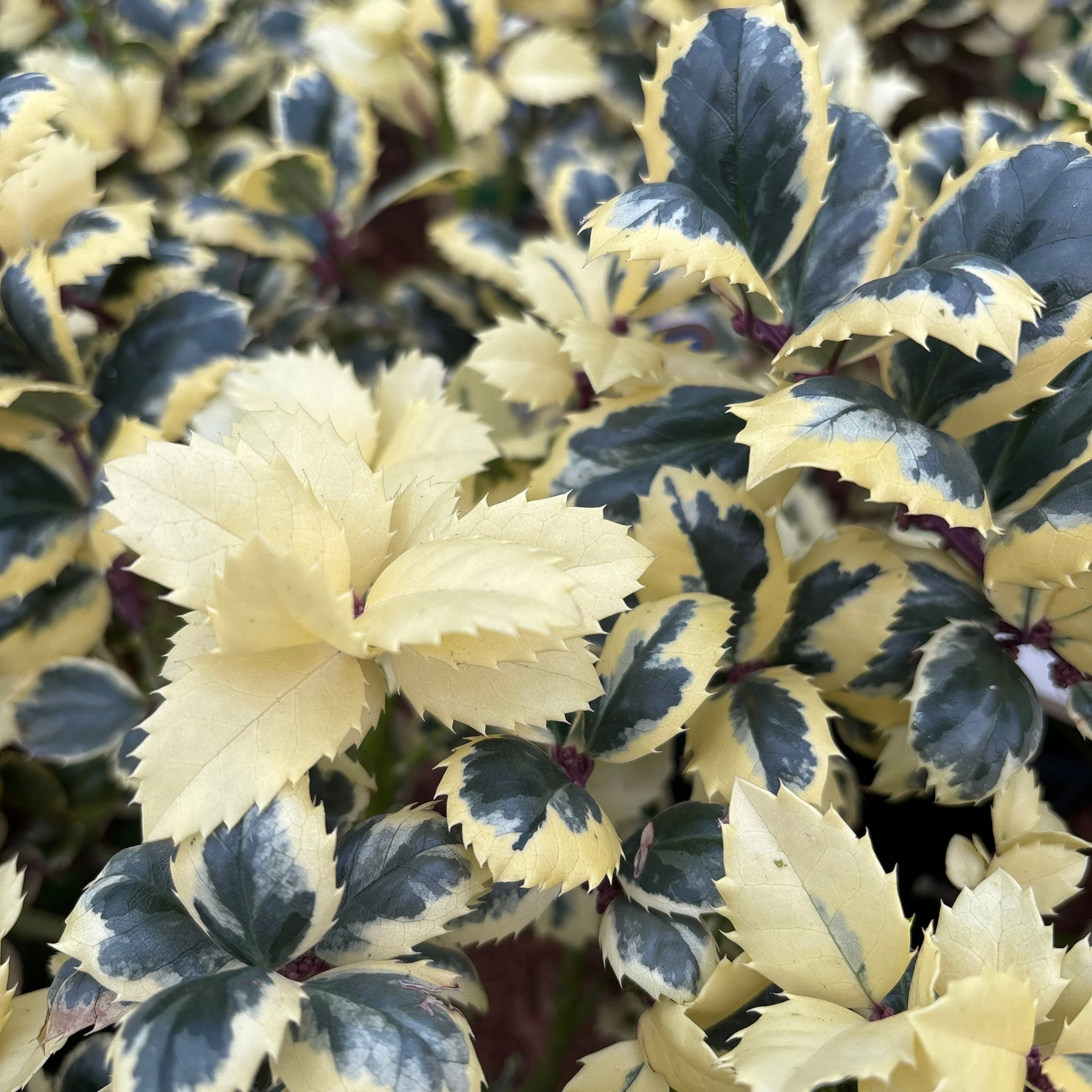 Ilex meserveae Casanova  5 Ltr pot - Image 2