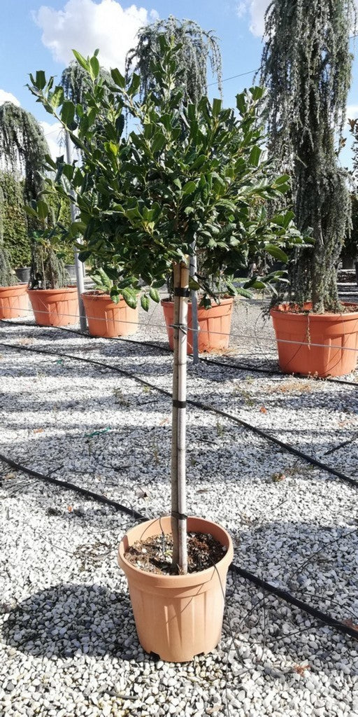 ILEX MUTCH. NELLY R. STEVENS CLT 20 CHIOMA 40 - 45 CM 1/2 STD
