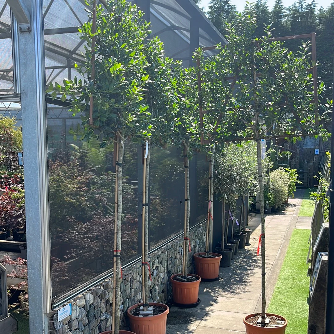 ILEX MUTCH. 'NELLY R. STEVENS' CLT 55   CIRC. TR. 10 - 12 CM  STD SPALL. LEGNO SU STELO 100 X 120 CM - Image 2