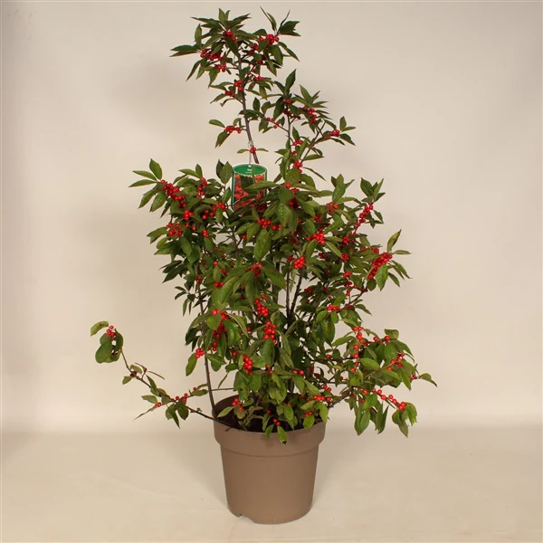 Ilex verticillata Magical Berry  60-80 CM - Image 2