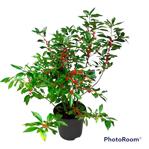Ilex verticillata Magical Berry  60-80 CM - Image 3