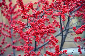 Ilex verticillata Magical Berry  60-80 CM - Image 4