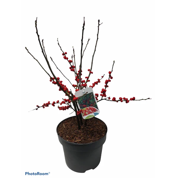 Ilex verticillata Magical Berry  60-80 CM - Image 5