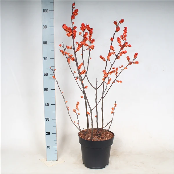 Ilex verticillata Magical Berry  60-80 CM - Image 6