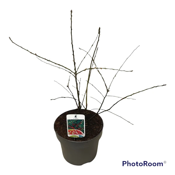 Ilex verticillata Magical Berry  60-80 CM - Image 7