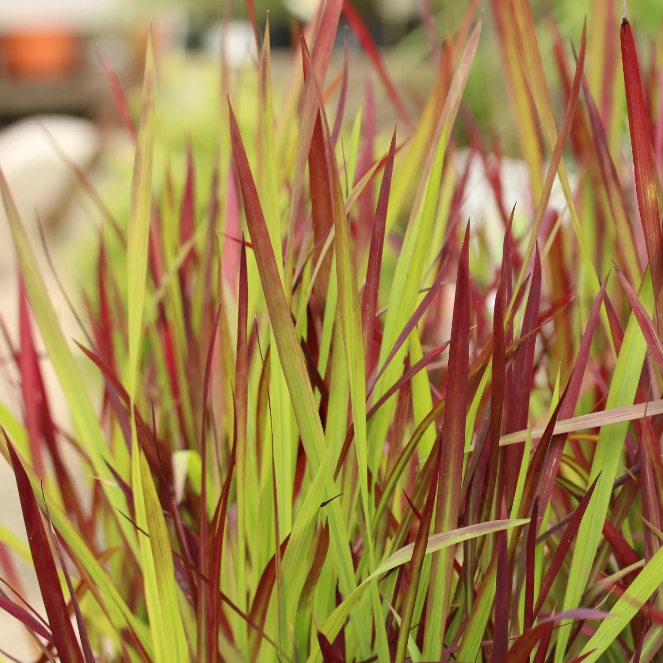 Imperata cyl. Red Baron