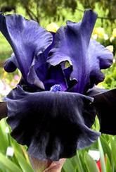 IRIS BLACK DRAGON