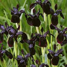 Iris chrys. Black Form - Image 3