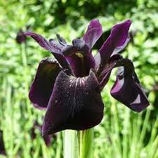 Iris chrys. Black Form - Image 4