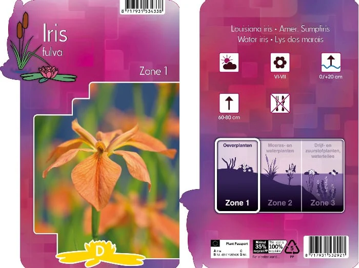 Iris fulva  P9 - Image 3