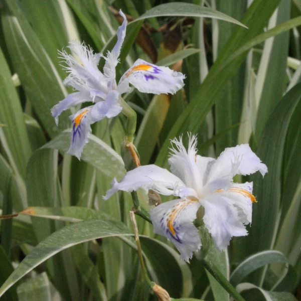 Iris germanica Gentius - Image 2