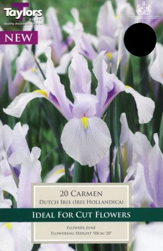 IRIS HOLLANDICA CARMEN
