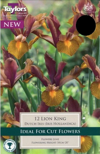 IRIS HOLLANDICA LION KING