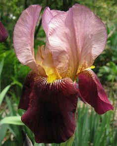 IRIS INDIAN CHIEF