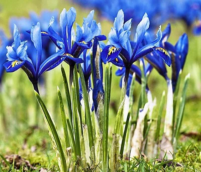 Iris mix