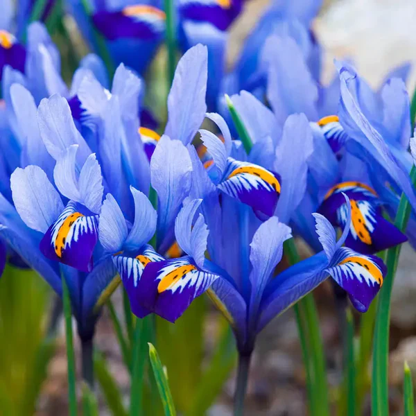 IRIS RETICULATA ALIDA 12 - Image 2