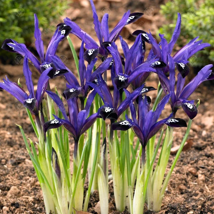 IRIS RETICULATA  BLUE NOTE 12 - Image 2