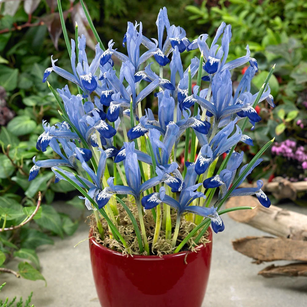 IRIS RETICULATA CLAIRETTE 12 - Image 3