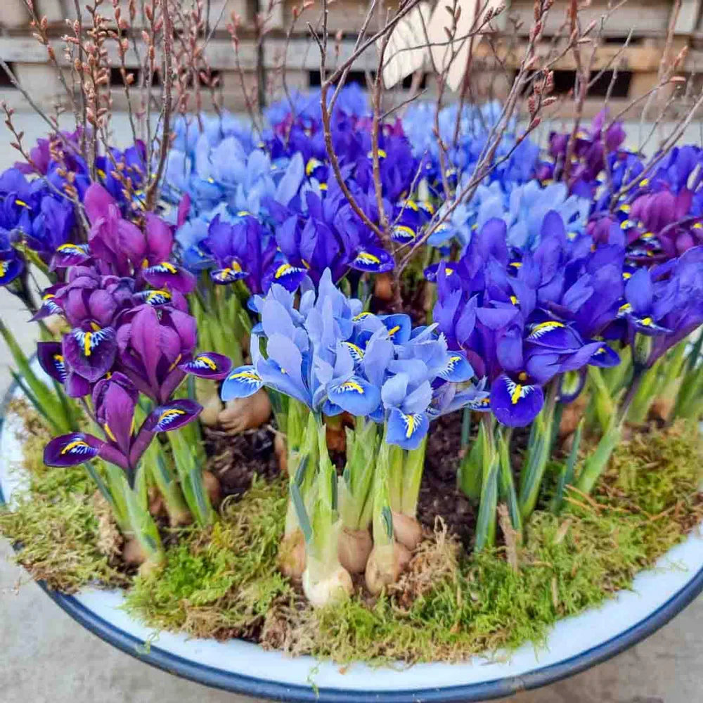 IRIS RETICULATA MIXED 20 - Image 2