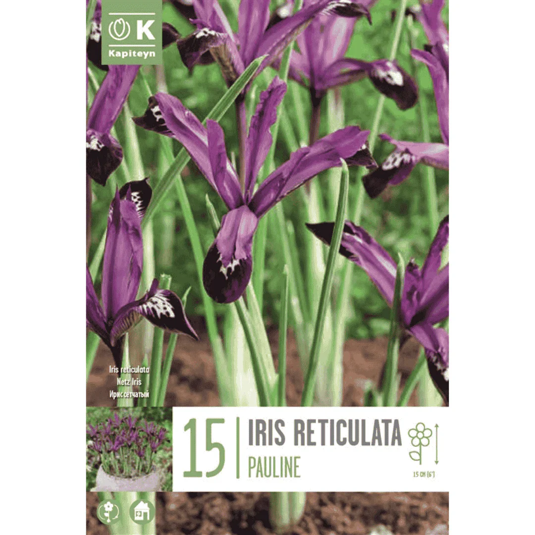 IRIS RETICULATA PAULINE X 15 - Image 2