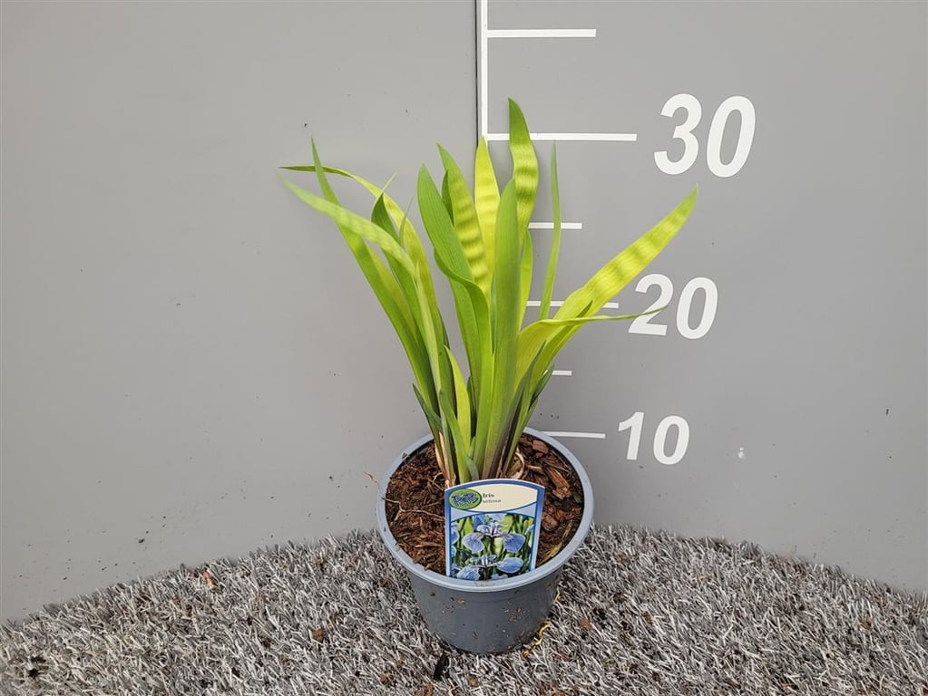 Iris setosa  P13 - Image 2