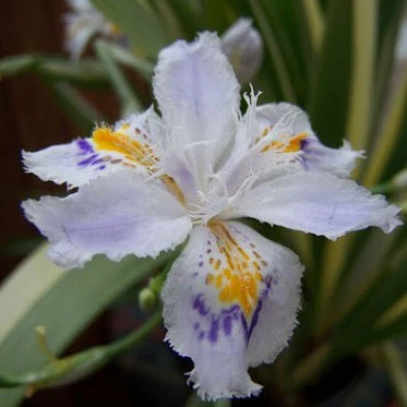 Iris tect. Cruella  2.5 Ltr pot