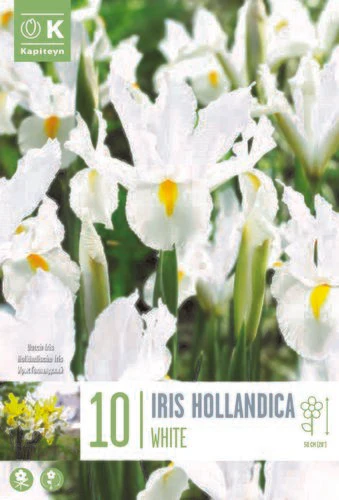 IRIS WHITE X 10
