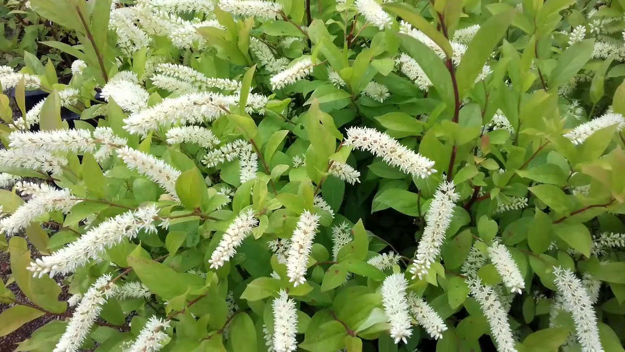 Itea virginica Henrys Garnet