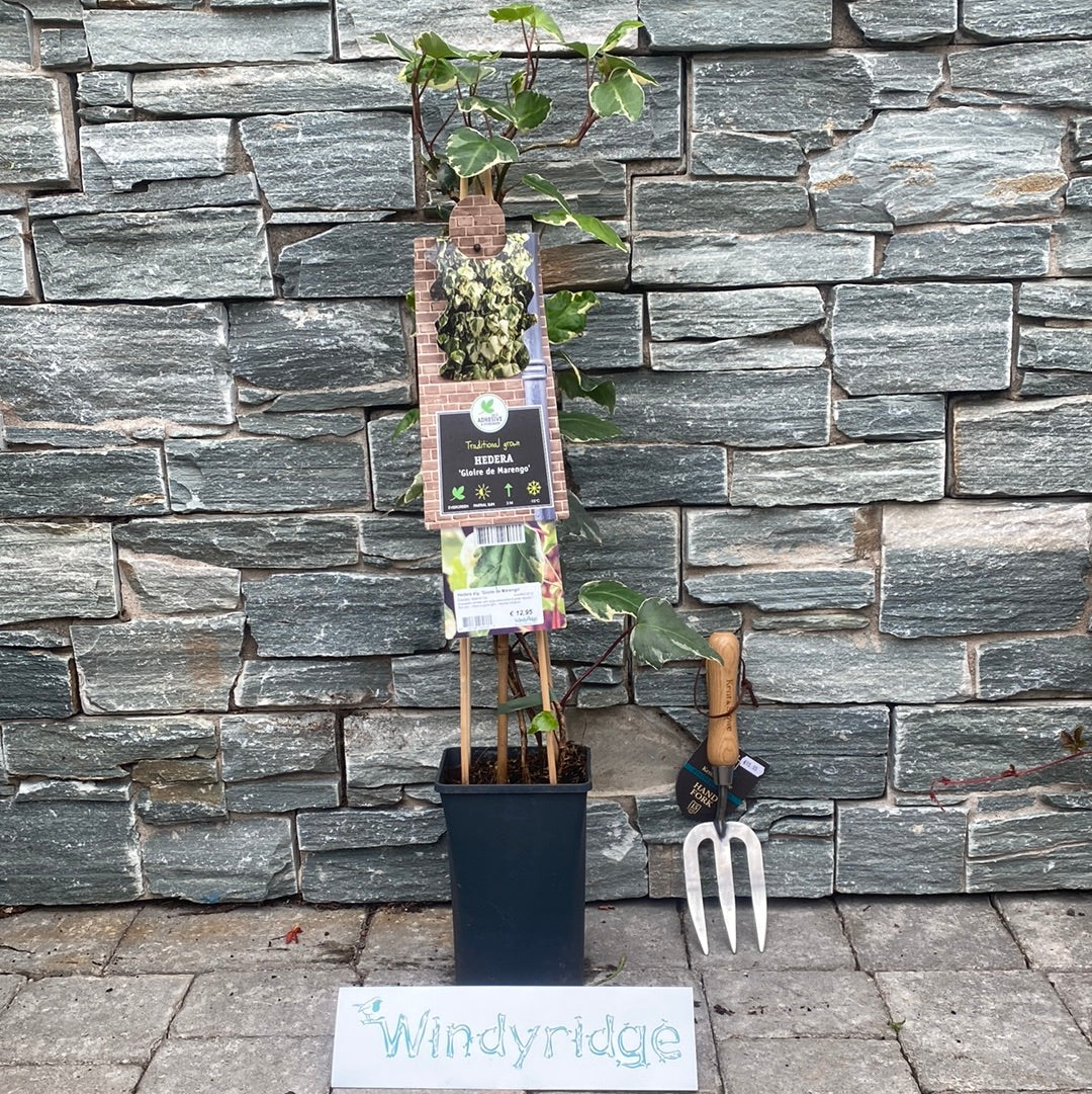 Ivy Hedera alg. Gloire de Marengo (2.25Ltr Pot)
