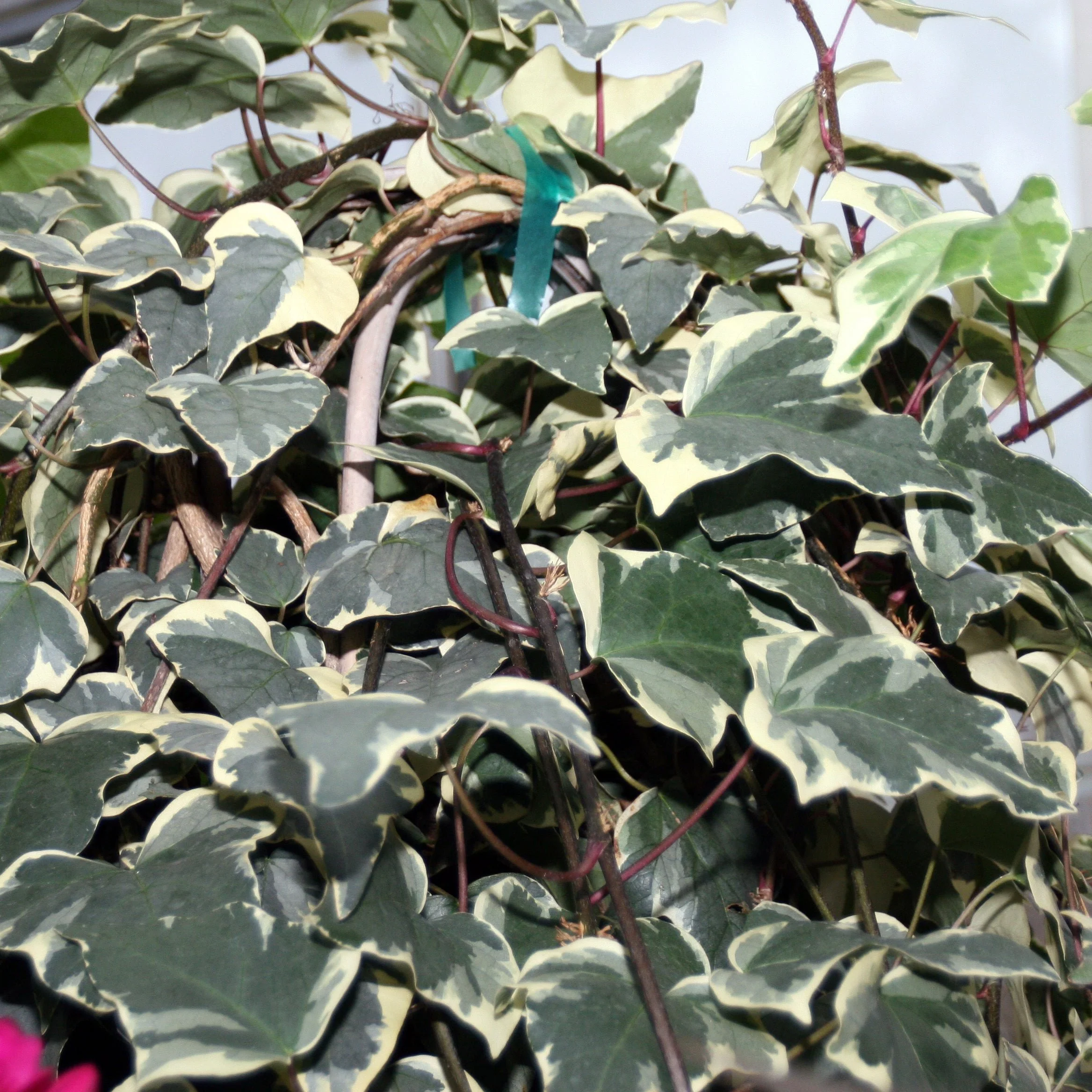 Ivy Hedera alg. Gloire de Marengo (2.25Ltr Pot) - Image 2