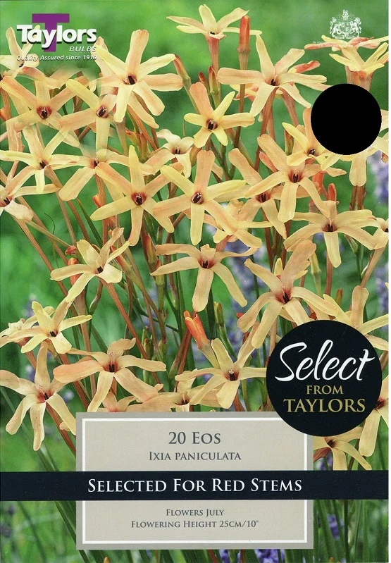 Ixia Paniculata Eos