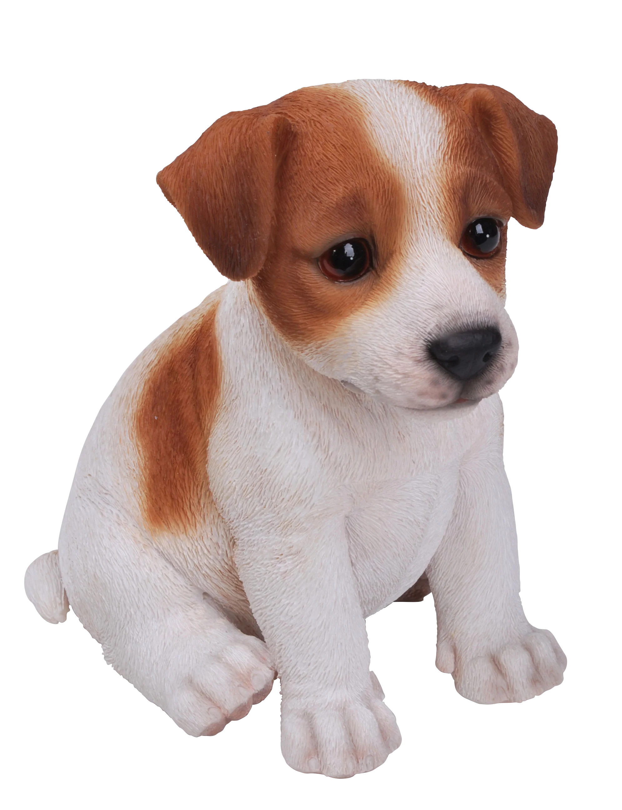 Jack Russell Puppy