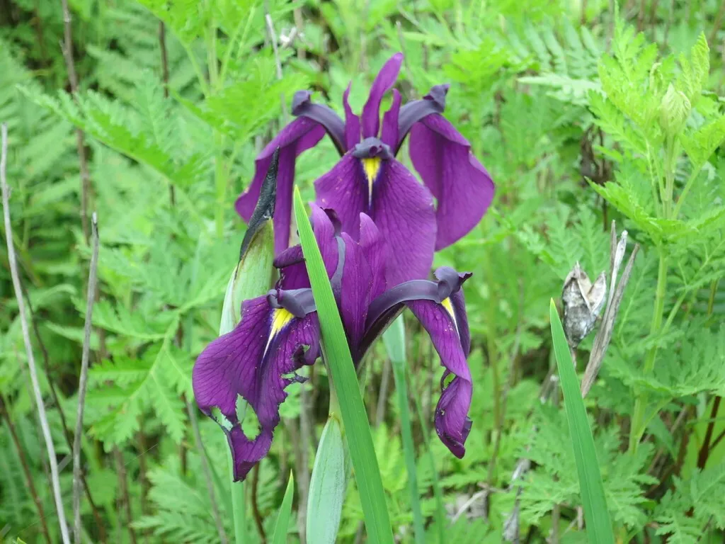 Japanese Iris Iris ensata Variegata (9cm Pot) - Image 2